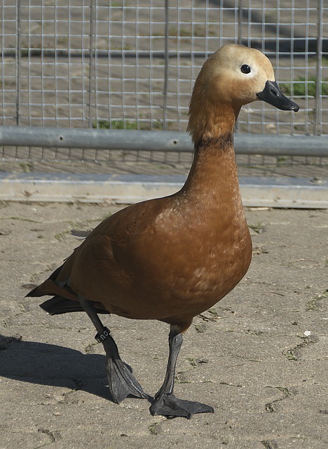 豫成